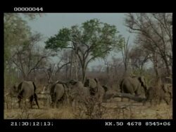 African Elephant, Loxodonta africana, group walking away through bare bushes, MS, Botswana Stock Footage