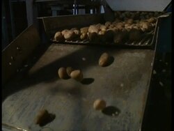 MS Potatoes rolling off conveyor belt into water, in factory, Tilt down Stock Footage