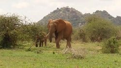 Elephant Walks with Baby Calf Elephant in Nairobi News Clip