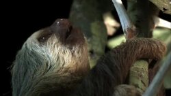 A sloth sits on tree branches. Stock Footage