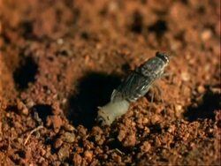 Tsetse Fly, CU fly gives birth to larva Stock Footage