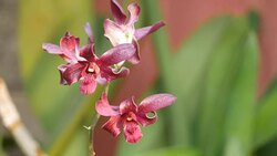 purple orchids Stock Footage