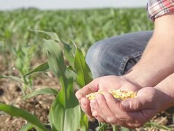 SLO MO Farmer's Hands Full Of Corn Maize Stock Footage
