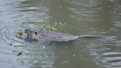Beaver and Duck in the water Stock Footage