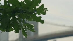 Brooklyn Bridge  Establishing Dolly Shot Stock Footage