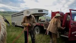 Female rancher preparing to bridle horse in rural field Stock Footage