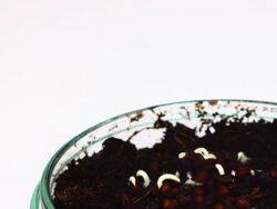 Germination: Growing plants on petri dish. HD Stock Footage