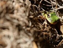 Tiny Tree Frog Stock Footage