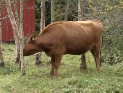 Cow eating grass. Stock Footage
