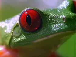 Red-eyed tree Frog (Agalychnis callidryas), frog portrait, looks at camera, then jumps, big close up Stock Footage