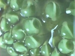 Red-eyed tree Frog (Agalychnis callidryas), frog's egg developing on leaf, time lapse, big close up. Stock Footage