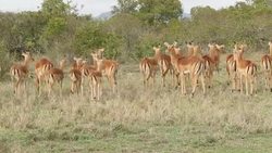 Gazelle grazing on the Ol Pejeta Conservancy News Clip