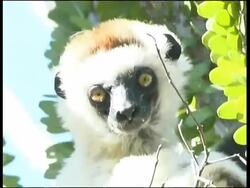Verreaux's Sifaka, Propithecus verreauxi verreauxi, Andohahela National Park Stock Footage