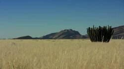 landscape with cactus Stock Footage