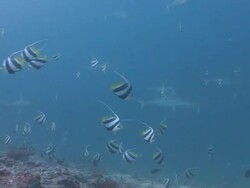 Grey Reef Sharks Stock Footage