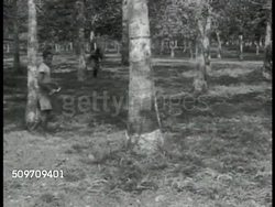 Singapore rubber plantation Instructional Video