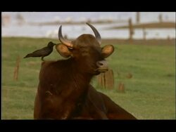 MS Gaur lying in field with bird on back, India Stock Footage