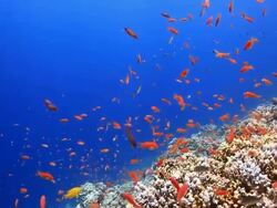 Coral And Fish Stock Footage
