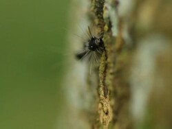 Caterpillar Stock Footage