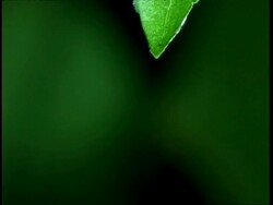 High Speed - CU water dripping from leaf , green background Stock Footage