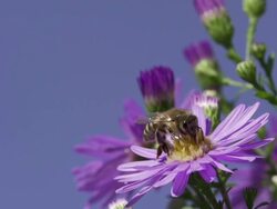 SLOW MOTION: Bee flying on Flower Stock Footage