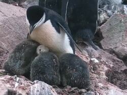 MS ZO Chinstrap Penguin on nest, protecting three chicks / Antarctic Peninsula, Antarctica, ntarctica Stock Footage