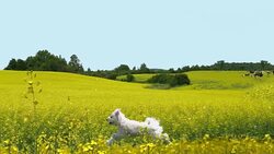 Flower Field Cows and Running Dog 4K Panorama Stock Footage