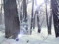 forest Stock Footage