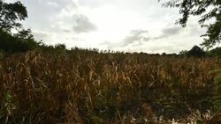 Field crop Stock Footage