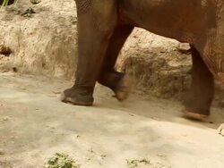 MS TS SLO MO Shot of elephant walking holding leaves with its trunk and man on its back / Elephant park near Luang Prabang, Luang Prabang, Laos Stock Footage