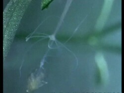 CU Hydra with trapped Daphnia Stock Footage