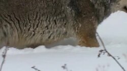 Wolf falls in the snow Stock Footage