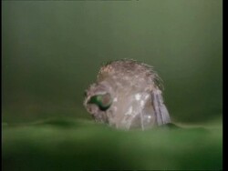 BCU zooming out, Mosquito emergence Stock Footage