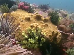 Moray eel hiding under coral Stock Footage