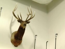 The head of a stuff deer hangs on  the wall Stock Footage