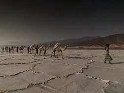 WS Men in traditional dress lead camel train on salt flat / Republic of Djibouti Stock Footage