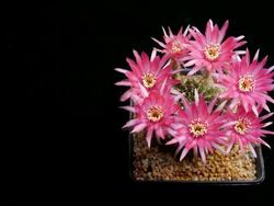 Cactus flowers blooming timelapse isolate. Stock Footage