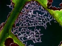 Leaf, backlit leaf damaged by caterpillars, close up. Stock Footage