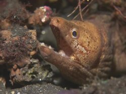 Eel, Indonesia  Stock Footage