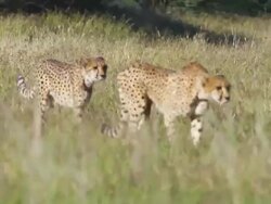 MS TS Two cheetahs walking through grass land / D2440, Otjiwarongo, Namibia Stock Footage