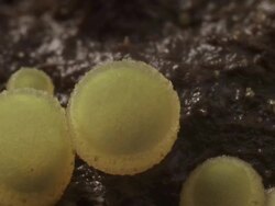 T/L yellow disc fungus growing on cow dung take 2, BCU, UK Stock Footage