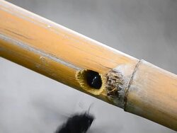 Bumblebees Stock Footage