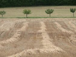 WS Shot of grass field / Serrig, Rhineland-Palatinate, Germany Stock Footage