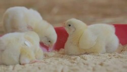 Little chicken at the farm feeding Stock Footage