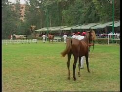EGYPT: ANNUAL ARAB FESTIVAL OF HORSES News Clip
