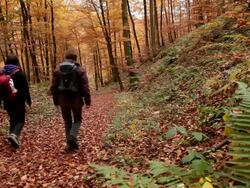  MS Hiker walking thorugh autumn forest  / Kastel-Staadt, Rhineland-Palatinate, Germany Stock Footage