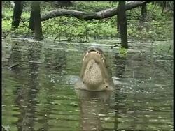 CU Alligator in water lifting head and vibrating water from body, front view, Brazos Bend State Park, Texas, USA Stock Footage