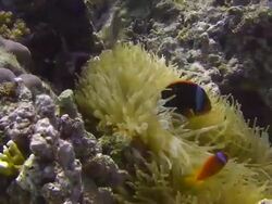 Clownfish and Anemone Stock Footage