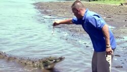 CLEAN : Crocodile whisperers draw tourists to Costa Rica News Clip