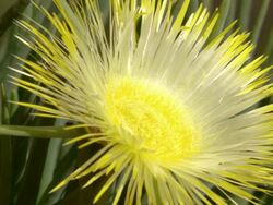 CU Shot of Yellow vygie flower with thin petals and fleshy long leaves / Namaqualand, Northern Cape, South Africa Stock Footage